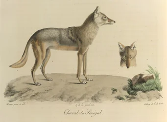 Chacal du Sénégal, de Histoire Naturelle des Mammifères