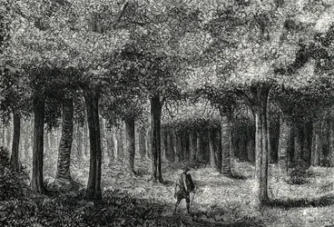 Forêt d