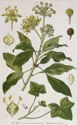 Lierre grimpant