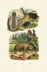 Phallus Impudicus