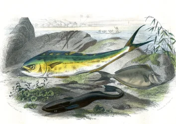 Coryphène Hippurus (dorade coryphène, poisson caméléon) - En bas : écheneis rémora et le nason licornet - Planche extraite de l