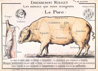 Découpes de porc, illustration d
