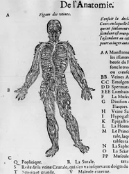 Dissection du corps humain : le système sanguin, les veines. -dans « Traité Médical » par Ambroise Paré, vers 1560