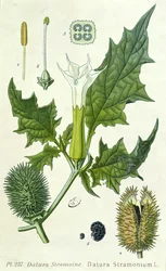 Datura stramonium, planche botanique