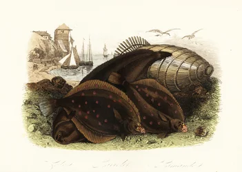 Sole commune, Solea solea, plie d