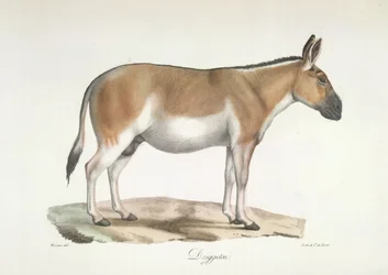 Dziggetai, tiré de Histoire Naturelle des Mammifères