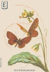 E: Euphrosine (Clossiana euphrosine ou Grand collier d