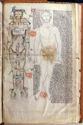 F.116v La relation entre le corps humain et les signes du zodiaque, d