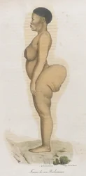 Femme de race Bochismann. Cette planche est apparemment une image de Sara (Saartjie) Baartman (1789-1815) qui était une Khoisan amenée d