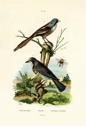 Grive litorne