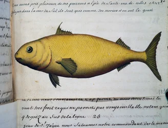 Poisson aussi gros que la morue, Île De La Santé, aquarelle du journal de bord