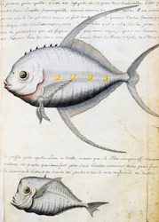 Poisson appelé Lisse et poisson-lune, île de Sao Vicente, Cap-Vert, aquarelle du journal de bord par Jacques Gouin de Beauchesne (1652-1730), capitaine de la Compagnie royale de la Mer du Sud, de 1698 à 1701, France