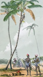 Récolte de noix de coco pour la préparation du Toddy en Inde