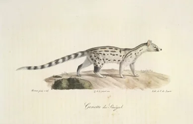 Genette du Sénégal, de Histoire Naturelle des Mammifères