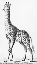 Girafe rapportée par M. Levaillant lors de son voyage en Afrique, illustration des Observations sur la Physique, sur l