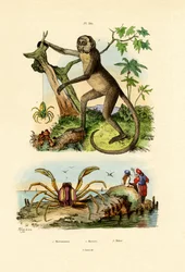 Araignée verte chasseresse