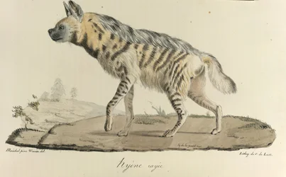 Hyène rayée, de Histoire Naturelle des Mammifères