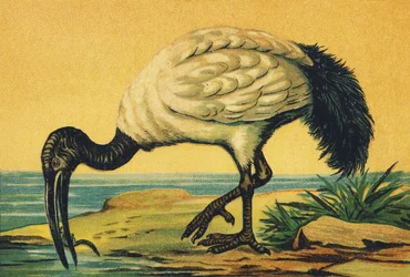 I comme Ibis