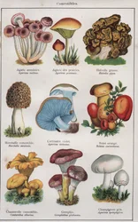 Illustration for "traite de medecine et d