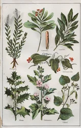 Illustration from "mon docteur - traite de medecine et d