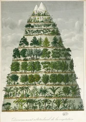 Illustration des différents types de végétation à différentes altitudes