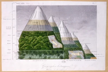 Illustration des différents types de végétation à différentes altitudes