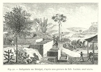 Indigoterie au Sénégal, d