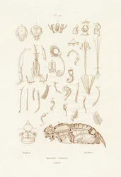Insectes
