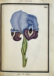 Iris Susiana