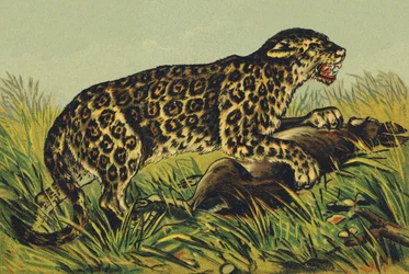 J comme Jaguar