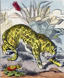 Jaguar. Gravure dans "Buffon Alphabet des Animaux". 3e Série N 1. Imagerie d
