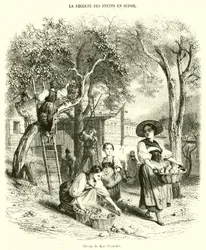 La Récolte des Fruits en Suisse