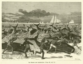 La chasse aux marsouins