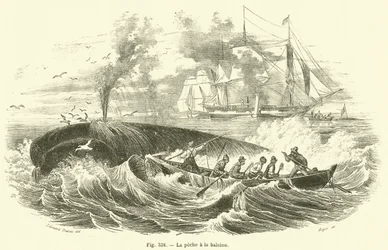 La pêche à la baleine