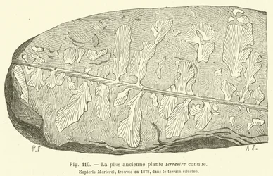 La plus ancienne plante terrestre connue (engraving)