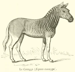 Le Couagga, Equus quagga