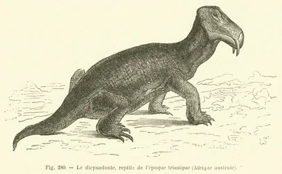Le dicynodonte, reptile de l