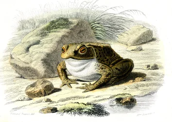 Le crapaud (Bufo vulgaris) - Planche de Histoire Naturelle par Bernard Germain de Lacépède (1856-1925), édition P.Furme, Paris
