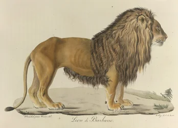 Lion de Barbarie. Un lion de Barbarie, tiré de « Histoire Naturelle des Mammifères »
