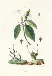 Hépatique