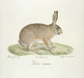 Lièvre commun, de Histoire Naturelle des Mammifères