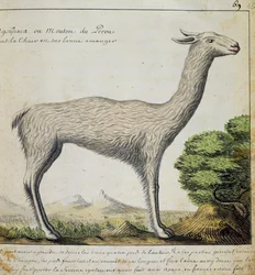 Lama, Pérou, aquarelle du journal de bord de Jacques Gouin de Beauchesne, capitaine de la Compagnie royale de la Mer du Sud, de 1698 à 1701, France