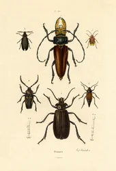 Longicornes