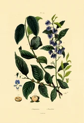 Prunier de lotus, 1833-39