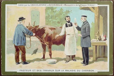 Louis Pasteur investiguant l