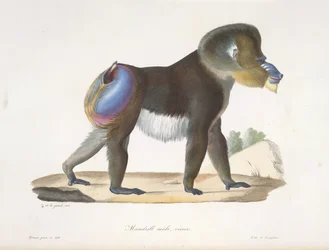 Mandrill, mâle, vieux. Un vieux mandrill, de Histoire Naturelle des Mammifères
