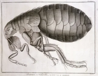 Microscope - dans "Encyclopédie", Diderot et d