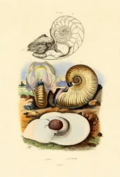 Escargot de lune