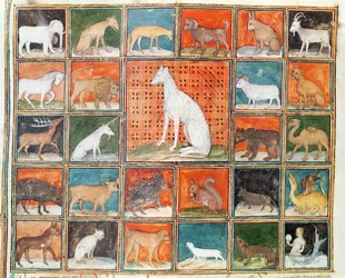 Ms 993 fol.254v Les Propriétés des Bêtes : Les Mammifères, du Livre des Propriétés des Choses par Jean Cordichon
