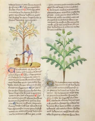 Extraction de la térébenthine, Ms. De Diversis Herbis par Dioscorides, fol.165r